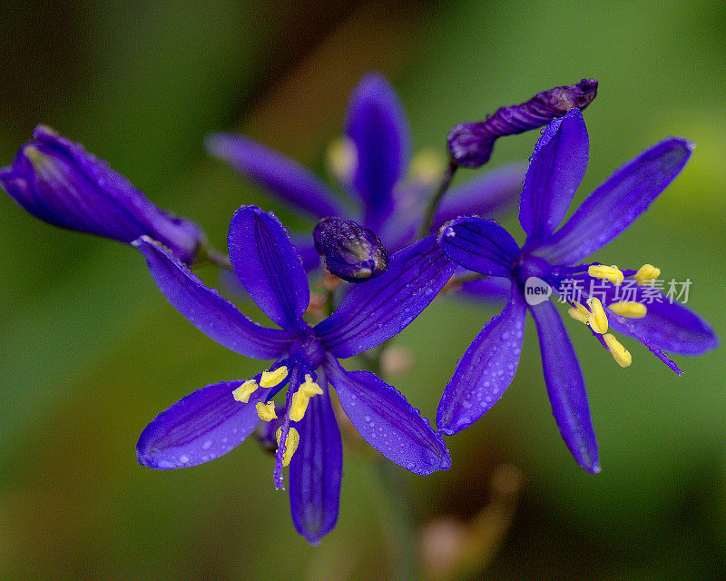 两种生长在安第斯山麓的“Azulillo”或“Pajarito Azul”花。